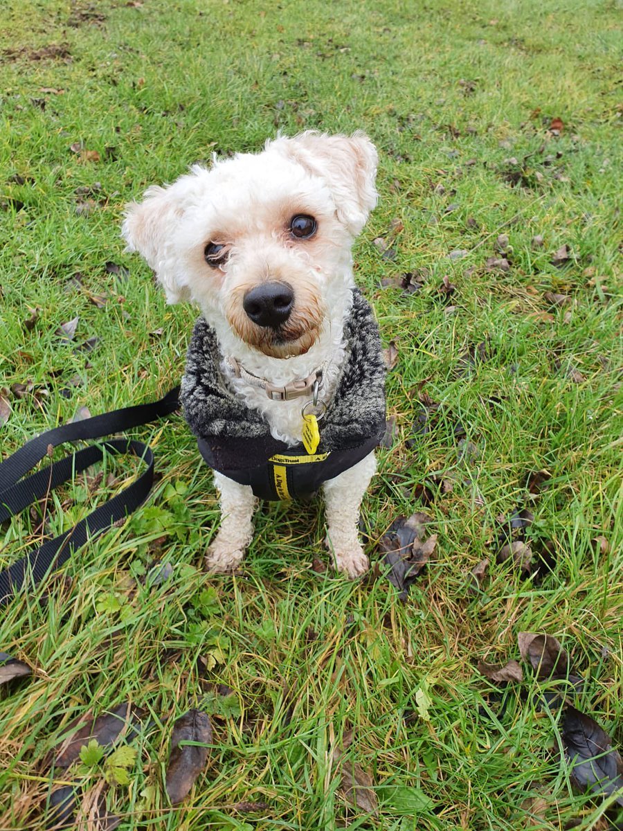 DT_WestLondon's tweet photo. Lovely little Benji is having a really nice time in a Foster Home, but he’d really love to find a forever home! 

https://t.co/UHPqrtQzdB

If you’d like to Foster, please email: hfhharefield@dogstrust.org.uk 

@DogsTrust #adoptme #FOSTER #dogsoftwitter https://t.co/rrMVSh3YK9
