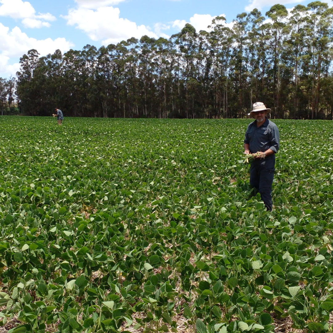 agromil_ltda's tweet photo. Recorrida de #RizoliqTopHC + #Rizoderma 📍 En Abedules Campo Los Olivos, Termas de Guaviyú, Paysandú. 👥 Con Gabriel Iribarne, @rizobacteruruguay y Agromil.
#RizodermaSoja #RizoliqTOPHCSoja #RizobacterUruguay https://t.co/1OFfjc76fO