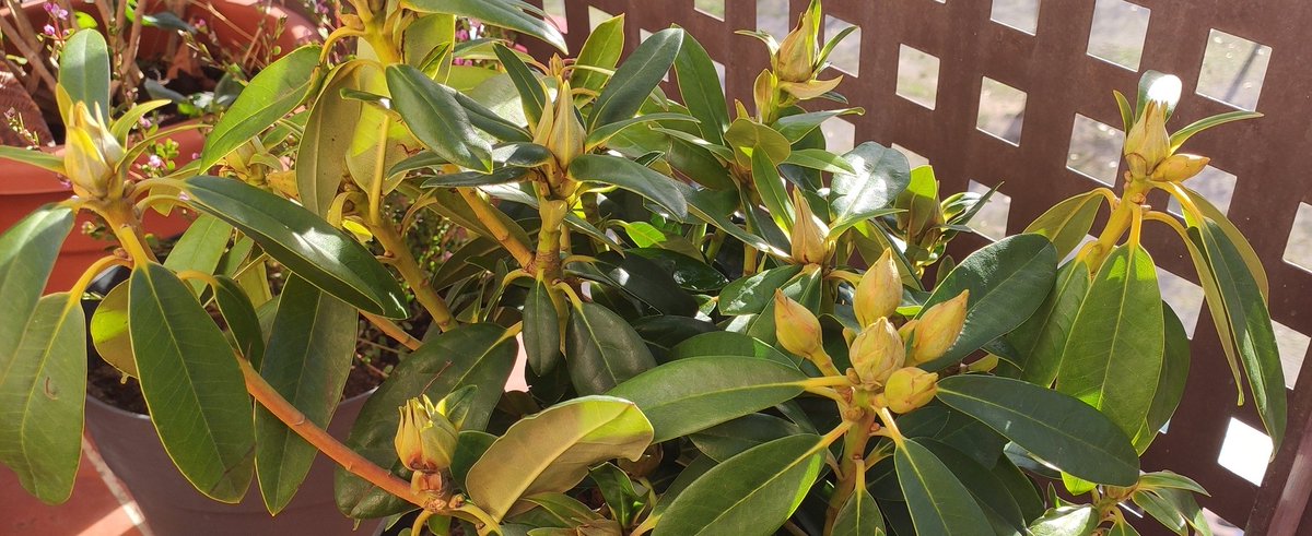 holoturoideu's tweet photo. Us presento el nou membre de la família, un rododendre al que hem batejat amb el nom de Mercè.
Mercè... Rododendre!!!
Ahahah!
Muaaahahahhaha!
#occiume #jollegeixo #plantes #comvolentdir https://t.co/X2w8ZPZn9u