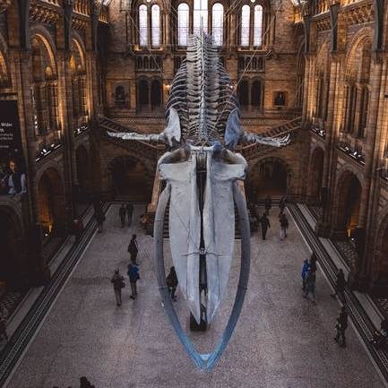 Are you interested to learn about Care and Management of Natural History Collections?
This is your course!
Registration is now open for the new edition of our online course. More information and registration 👇
transmittingscience.com/courses/museum…