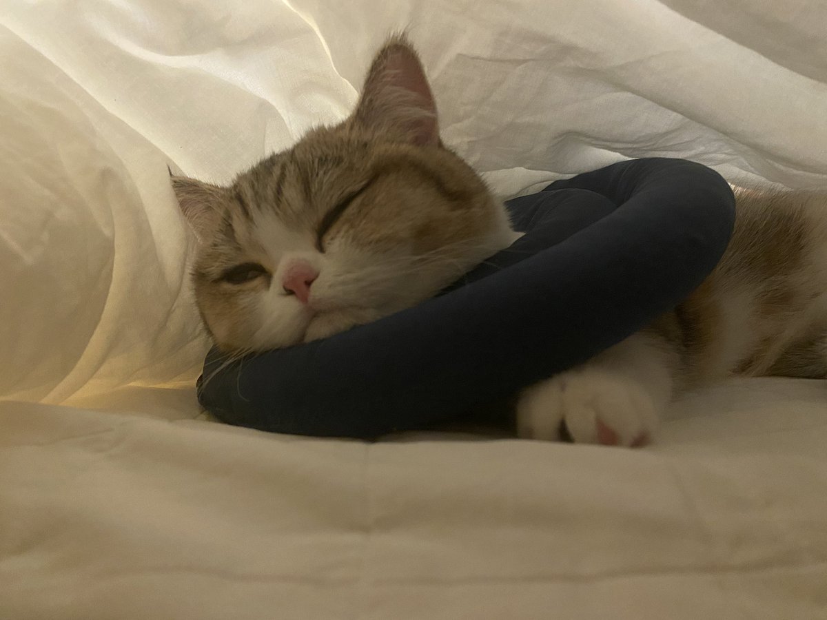 bami_goon's tweet photo. Comfy comfy 😌 #cat #CatsOfTwitter #Caturday #comfy https://t.co/hMuBwFFVKw
