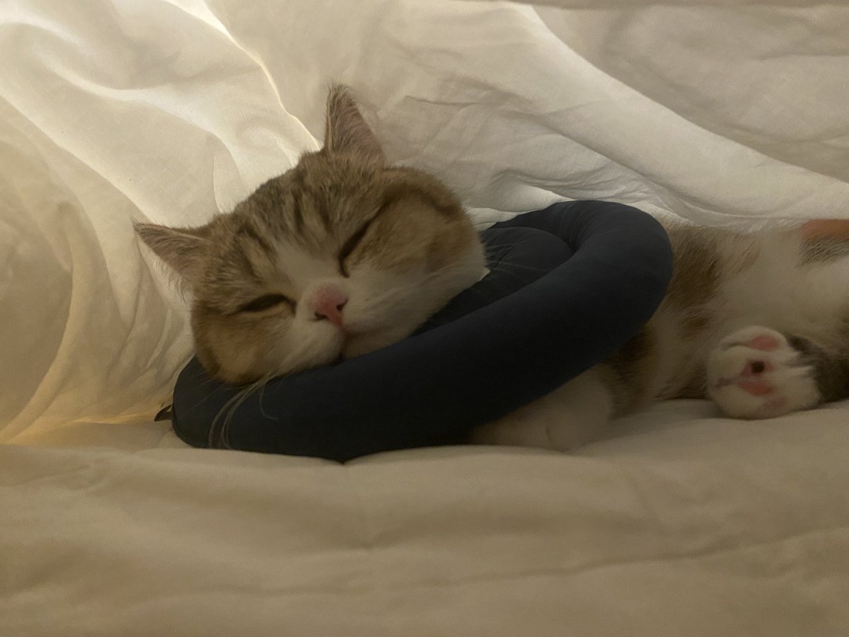 bami_goon's tweet photo. Comfy comfy 😌 #cat #CatsOfTwitter #Caturday #comfy https://t.co/hMuBwFFVKw