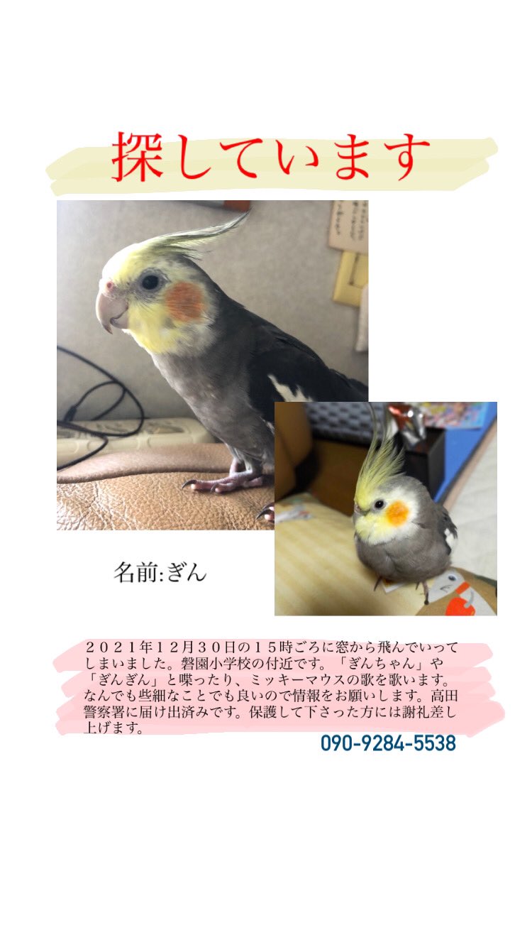 オカメインコのぎんちゃんを探しています b Ix5 Twitter