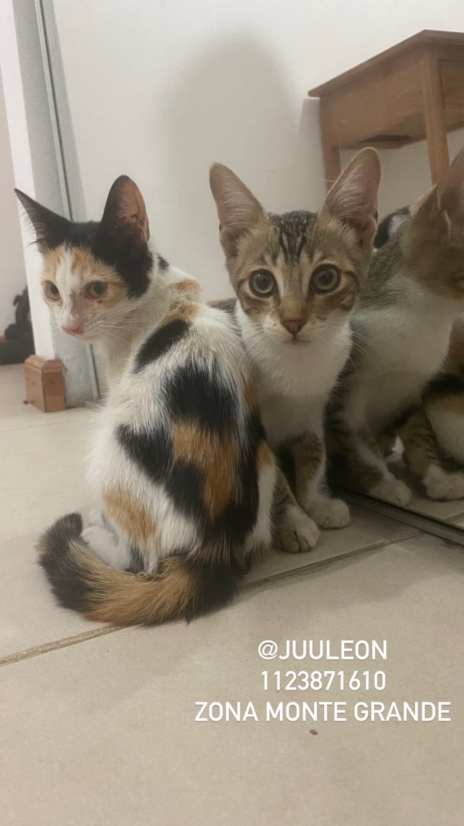 JuuLeon's tweet image. Me ayudan a difundir ?