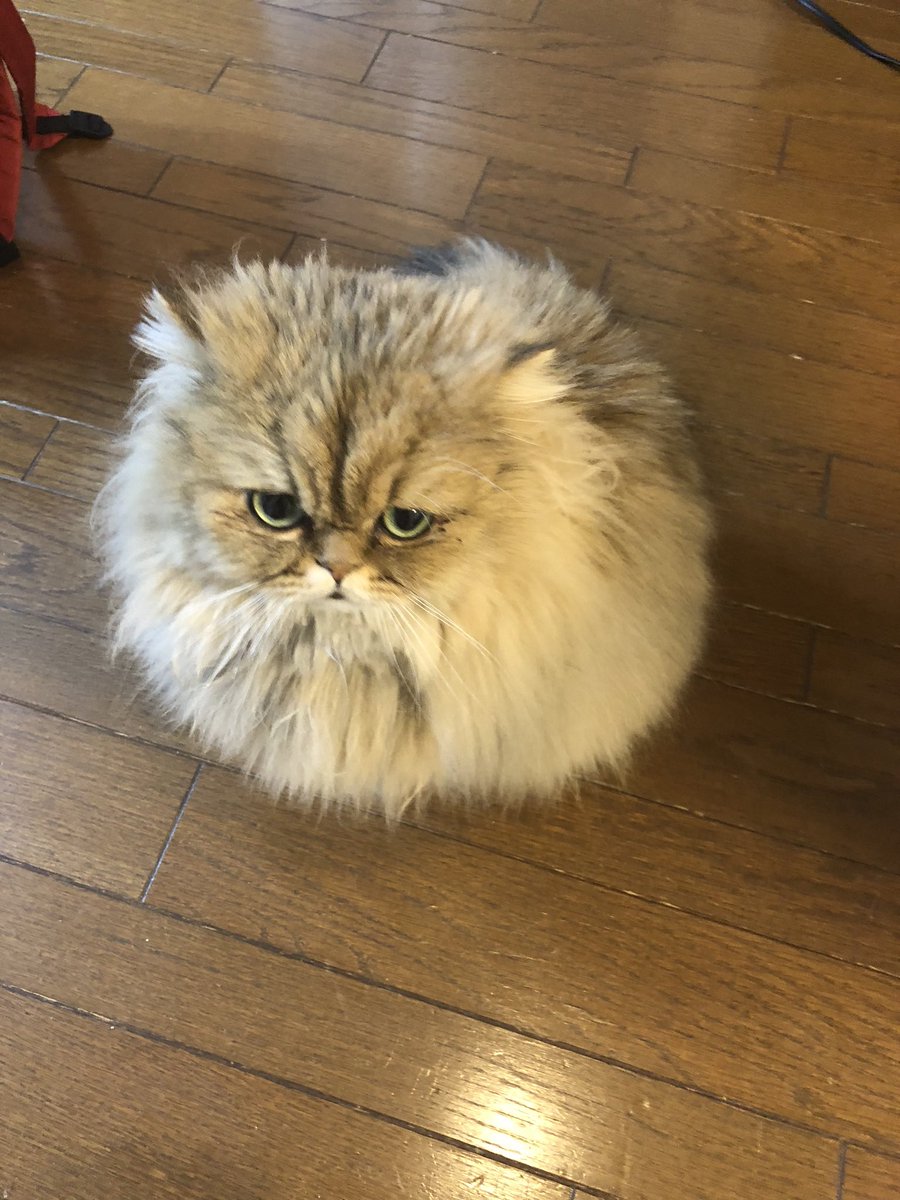 ideo nova(ぐるりん元締め） tweet media