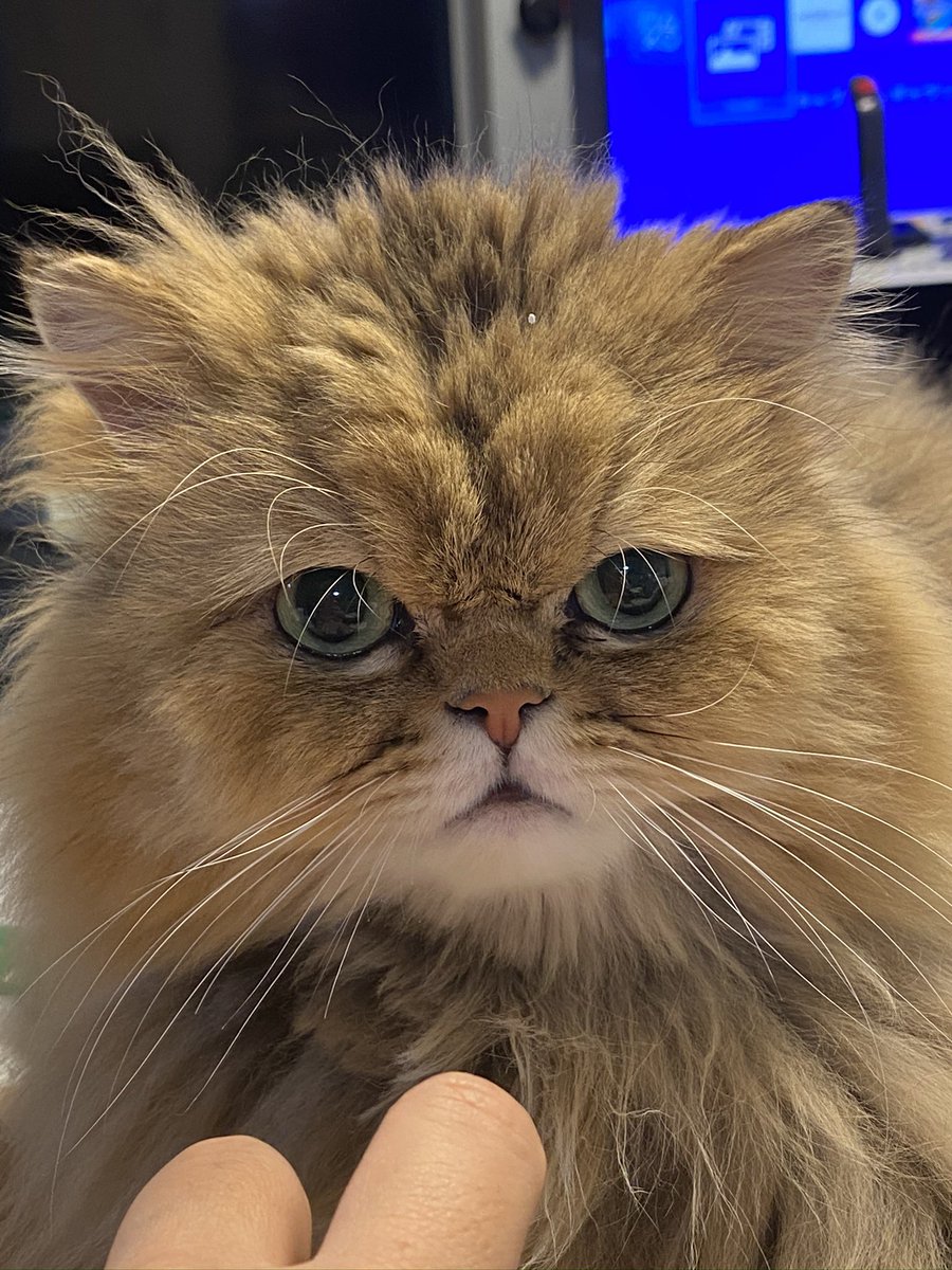 ideo nova(ぐるりん元締め） tweet media