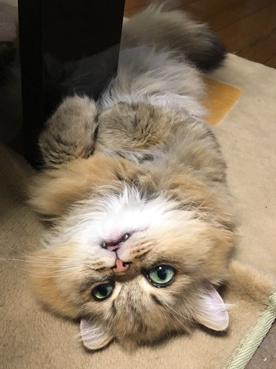 ideo nova(ぐるりん元締め） tweet media