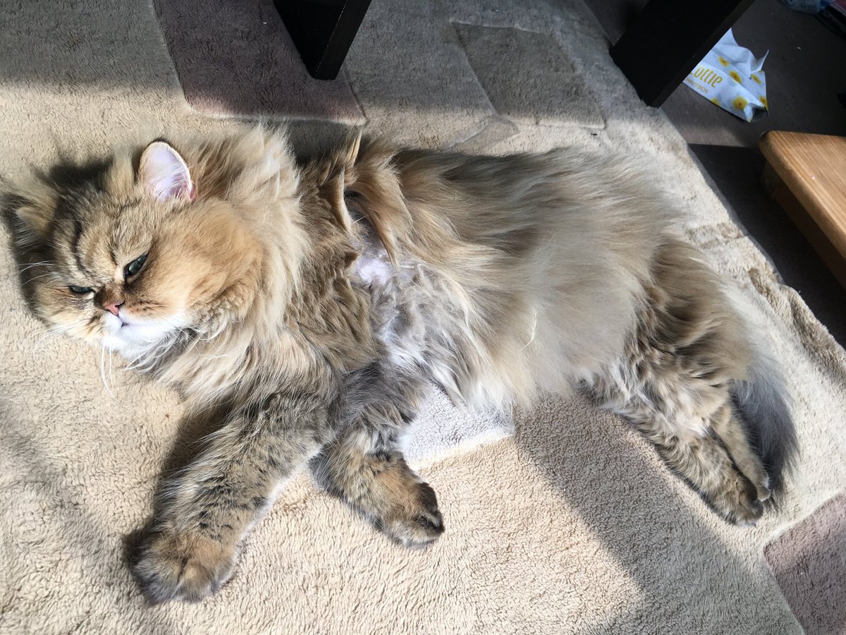 ideo nova(ぐるりん元締め） tweet media