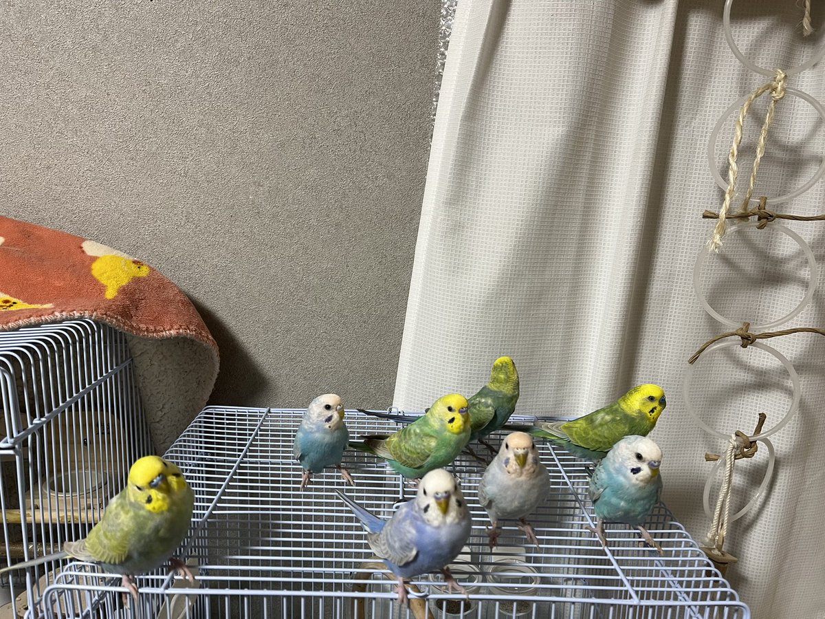 いっぱいいるなぁ #セキセイインコ