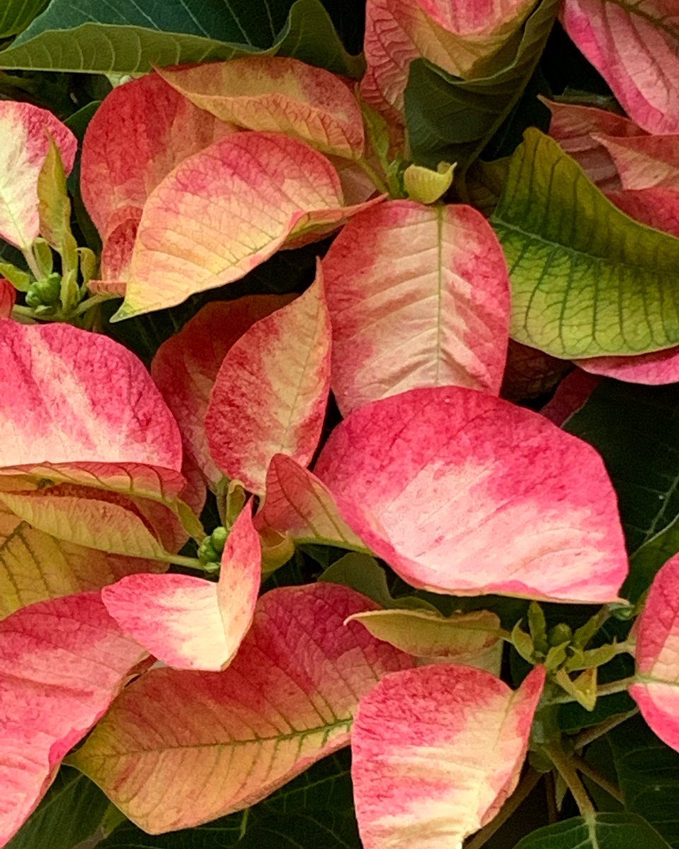 LindyLouMac's tweet image. Just loving this colourful poinsettia. We usually have at least one, as part of our Christmas decorations, but sadly not this year. #fmsphotoaday #fms_colourful #colourful #poinsettia #poinsettiasforchristmas #plants