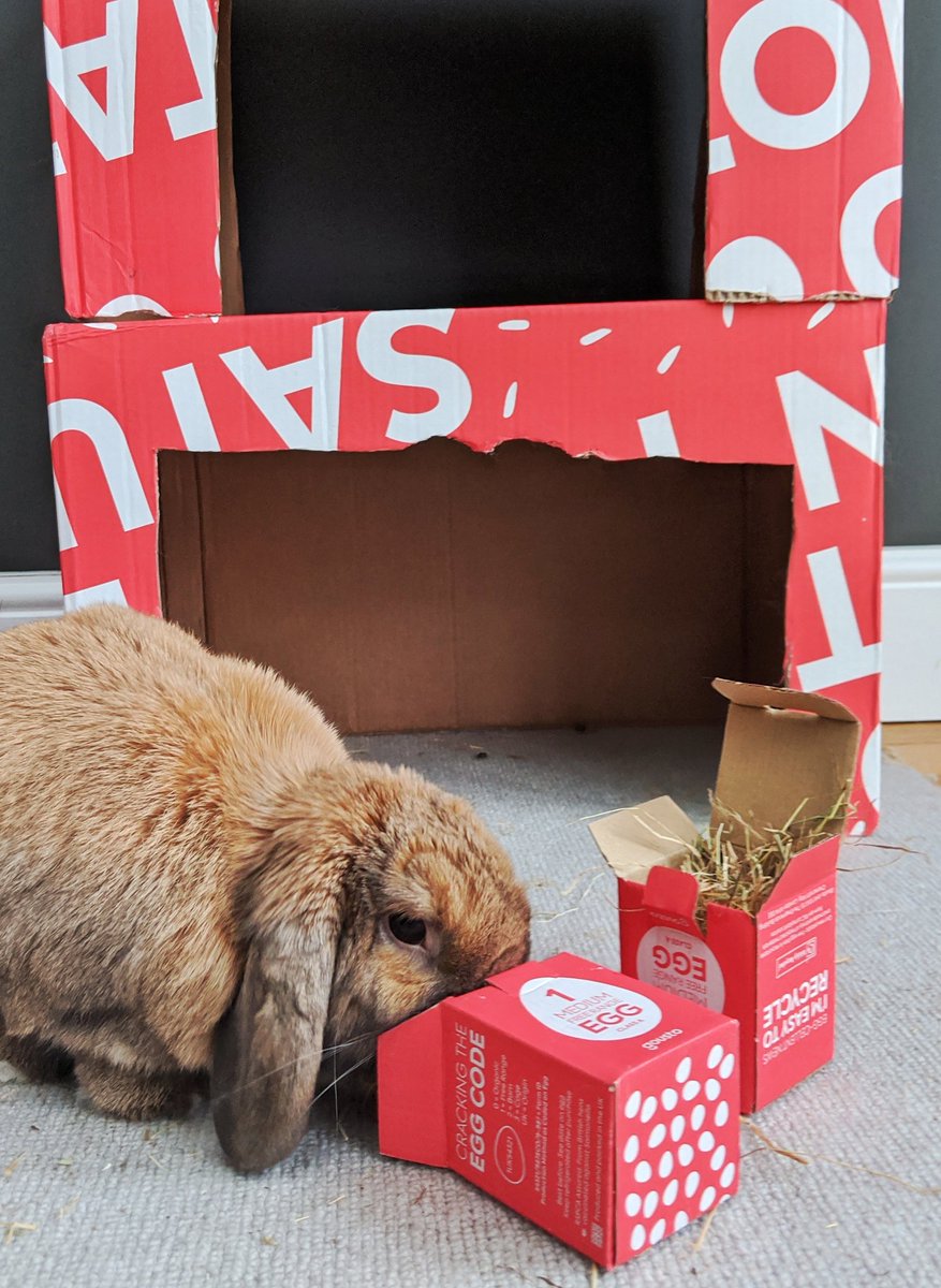 Even our house rabbit LOVES <a href="/goustocooking/">Gousto</a>! 
#reducereuserecycle #enrichmenttoys #rabbitlife #gousto
