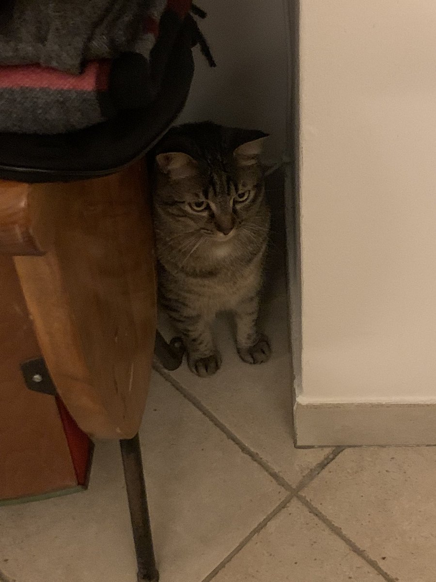 akthjreach's tweet photo. @hcrnello grazie hornello sei sempre stato il mio preferito tieni foto gatto nell’angolo https://t.co/WijTeBayS3