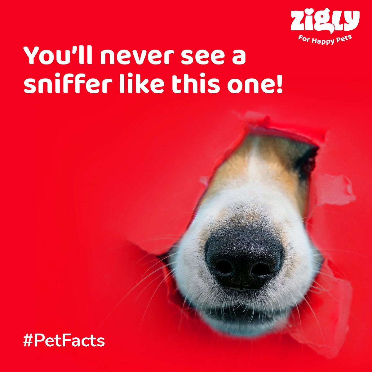 ziglyforpets's tweet photo. Smells like an unbelievable #PetFact! Every dog nose has a unique print much like human fingerprints.
Check your dog’s nose print now!!
#ZiglyForPets #DogNose https://t.co/S1ZOGEuvX1