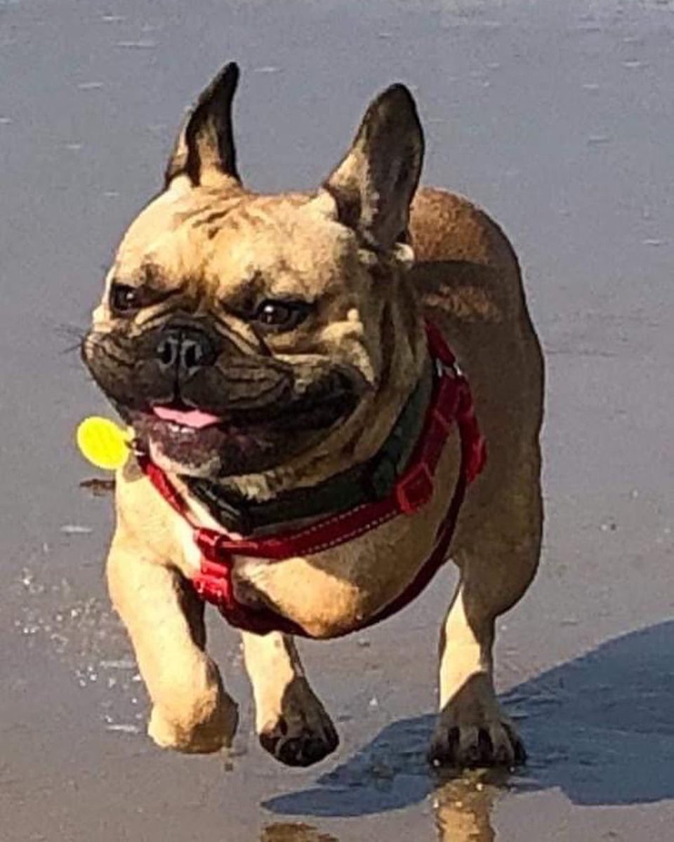 put in the time, dedication and love to overcome this. He has had holidays galore and is absolutely living his best life!! We cannot thank his family enough for all their hard work &amp; plenty of TLC x 🙏

Be happy gorgeous boy!! And enjoy many more holidays with your family 💕