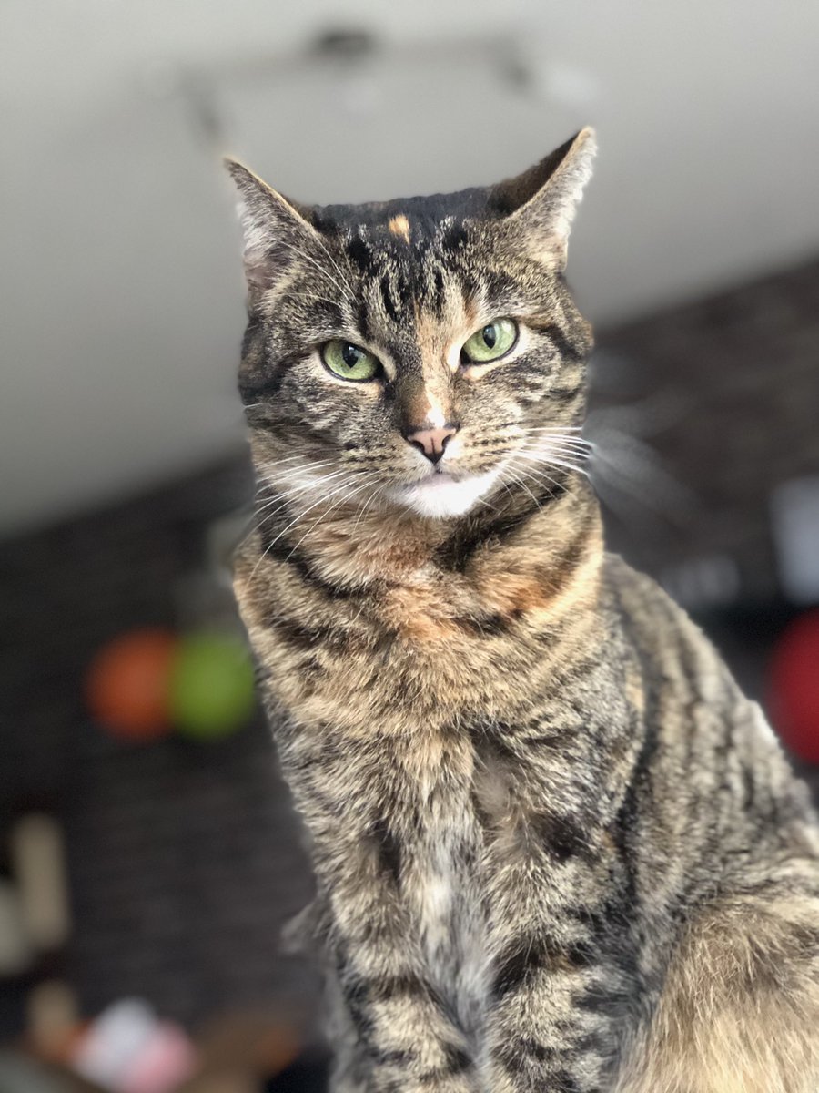 werols's tweet photo. @Shortytv__ Mia 😺😸😮‍💨 https://t.co/lyw6qHl7fS