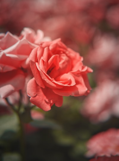 PropiaSalud's tweet photo. Photo By Alexander Tsang | Unsplash - via @Crowdfire
#raspberrypi #lawntennis #leaffly #nailtutorials #nailtraining https://t.co/OBua1fQC5L