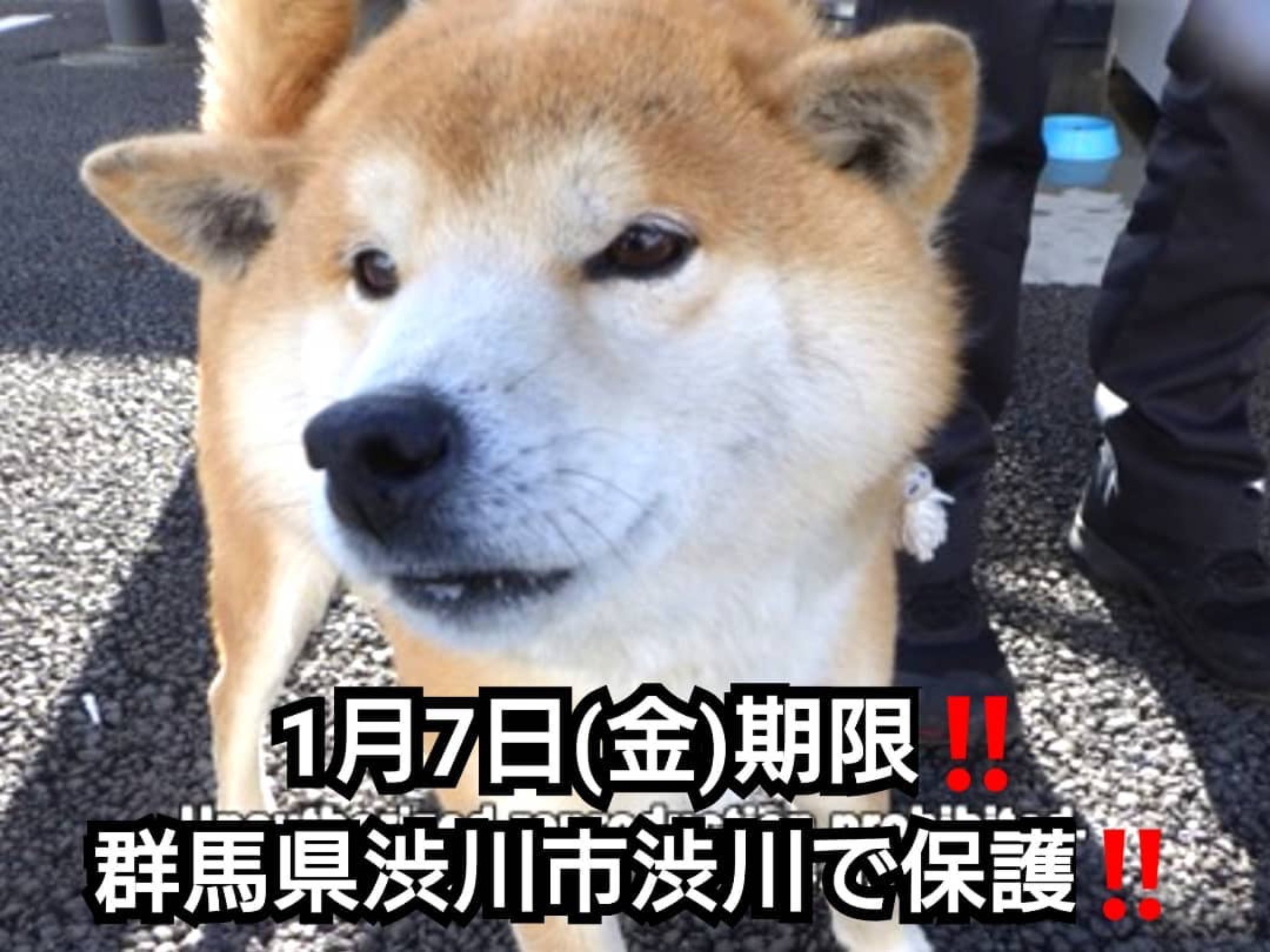 大タコちゃん 迷い犬 迷い犬保護中 迷い犬情報 犬探してます 群馬県 群馬県迷子犬 里親募集中 里親募集犬 里親募集 里親様募集中です 里親さん募集中 里親という選択肢 保護犬を家族に 保護犬出身 保護犬を家族に迎えるという選択肢 家族