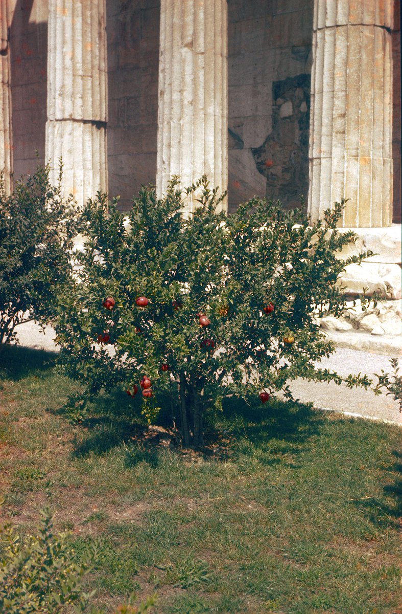 ASCSAthens's tweet photo. It’s a Greek tradition to throw a pomegranate against the floor or wall on New Year’s Day to signify health, happiness, and luck for the new year. In preparation, today’s #throwbackthursday is dedicated to the pomegranate! #ASCSA140
1/4 https://t.co/oXIrSZ41JP