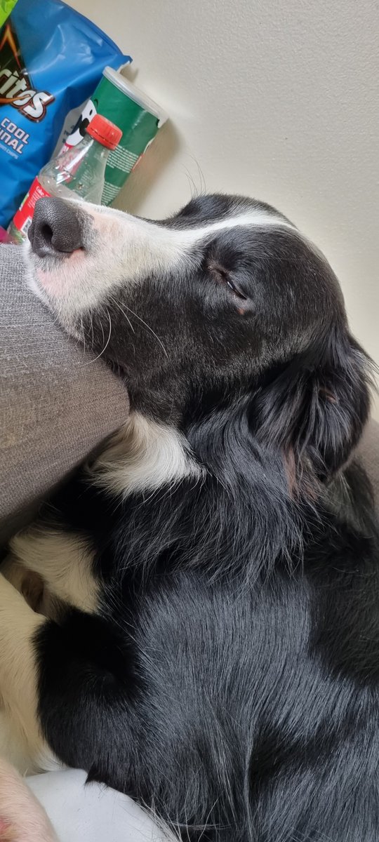 Unfortunately for this bundle of fluff his seizures are reaching out of control status. He had his first seizure while awake which sent him running into a wall at full speed, a visit to the out of hours vet and last chance drug cocktail. Going to be a rough few weeks for him.