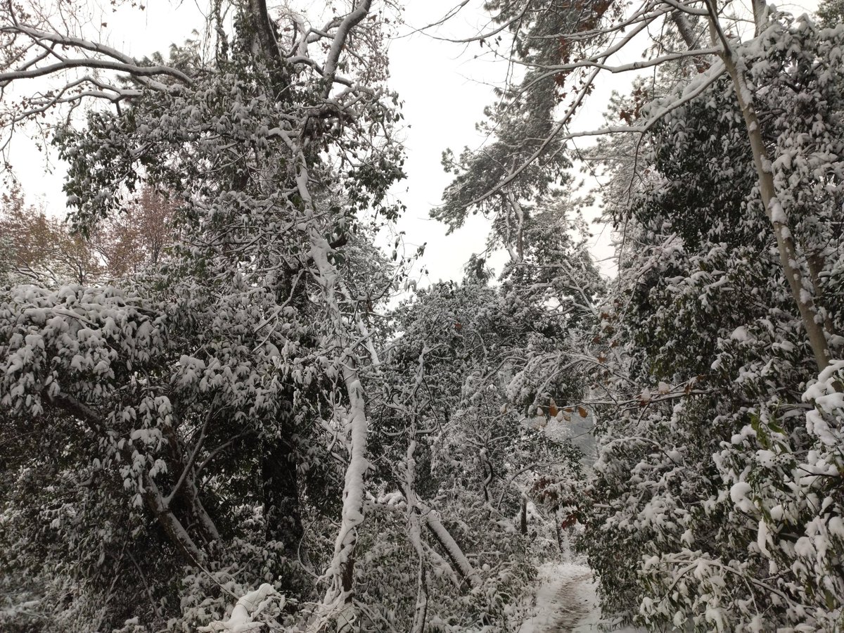 EPSSOC's tweet photo. Love the trees until their leaves fall off and then encourage them try again next year.
-- via @ForestServiceNW 

walking among the snow covered forest. https://t.co/aAPlX1HNqg
