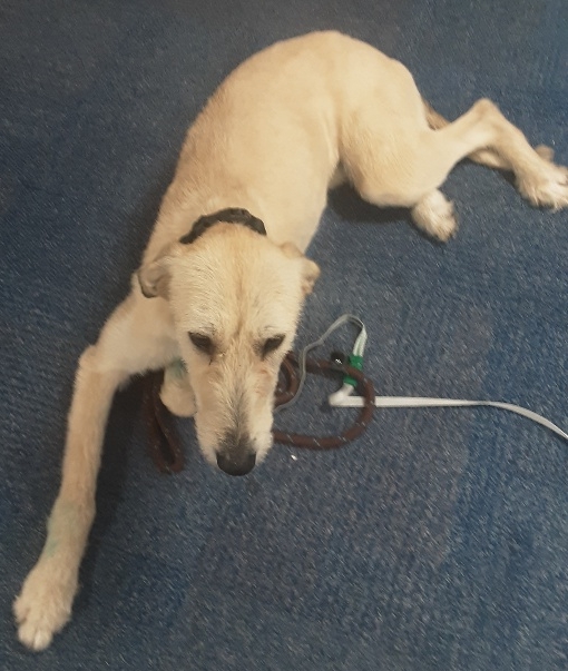 Animal Adoptions UK 🐕‍🦺🐈🐎❤️ tweet media