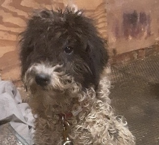 Animal Adoptions UK 🐕‍🦺🐈🐎❤️ tweet media