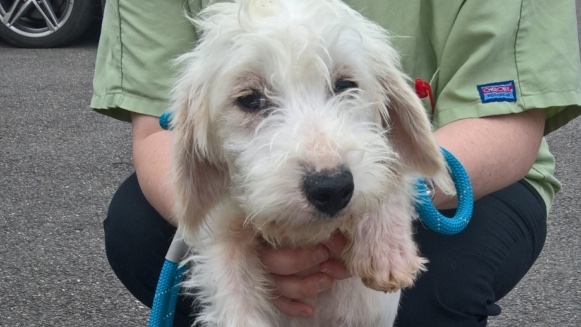 Animal Adoptions UK 🐕‍🦺🐈🐎❤️ tweet media