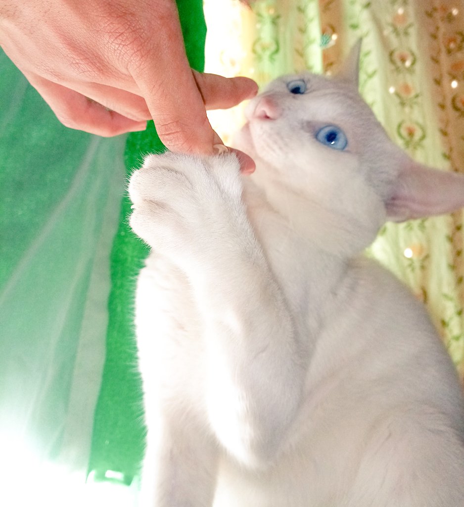 corpuscallosumX's tweet photo. ♡︎𓃠
#CatsOnTwitter #adorablecreature https://t.co/44xZvLwc1a