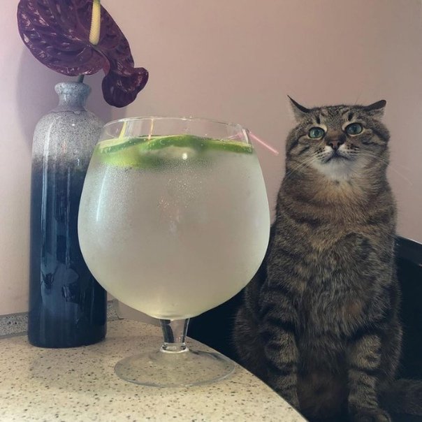 Скоро новый год епта, говорят в твиттере исполняются желания, так давайте исполним их вместе.
ЭТО САМАЯ ВОЛШЕБНАЯ ЦЕПОЧКА:
ЛАЙКАТЕ, РЕТВИТТЕ, ТРАХАЙТЕСЬ, КОНЧАЙТЕ И КОММЕНТИРУЙТЕ ДРУГ-ДРУГА
#явзаимный #явзаимная #взаимно #взаимный #взаимная #новыйгод #новый2022
ВСЕХ ОБНЯЛ И ЧМОКИ