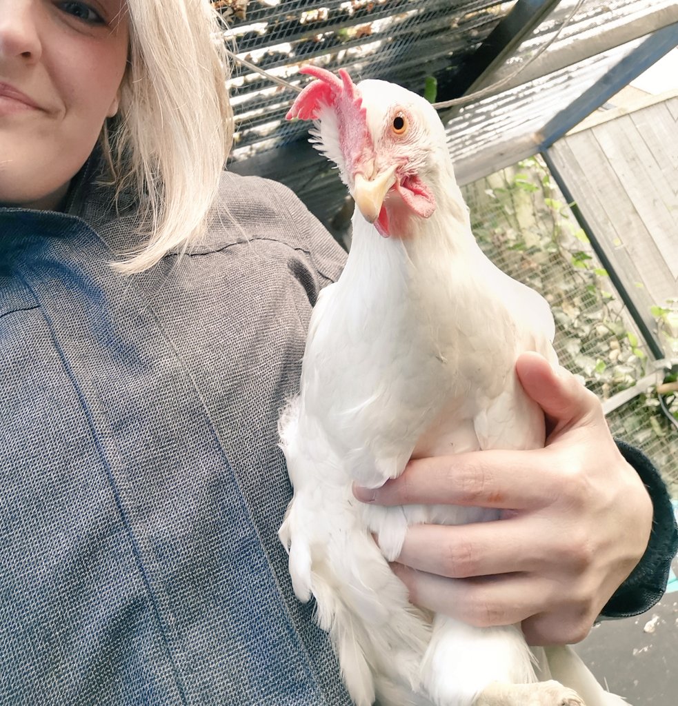 jendixonmusic's tweet photo. 8 months since this girl came out the cages with a broken wing and nothing left in her. Another miraculous recovery. Please don't buy caged eggs ππΌ #EmptyTheCages #ExBatt #SnowyTheHen @BHWTOfficial https://t.co/YMQmjRw5cZ