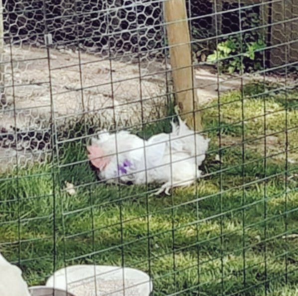 jendixonmusic's tweet photo. 8 months since this girl came out the cages with a broken wing and nothing left in her. Another miraculous recovery. Please don't buy caged eggs ππΌ #EmptyTheCages #ExBatt #SnowyTheHen @BHWTOfficial https://t.co/YMQmjRw5cZ