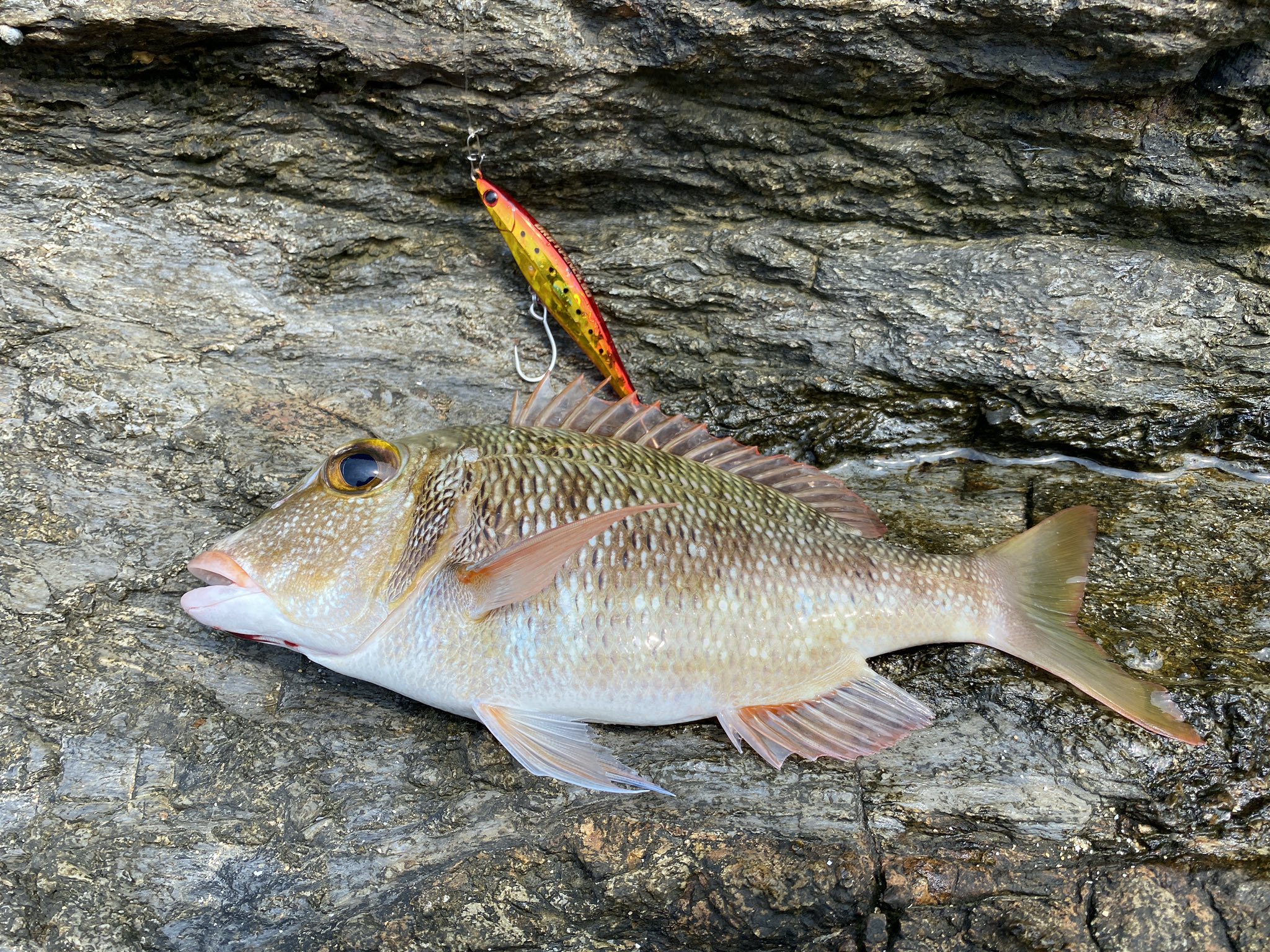 Tweets With Replies By 沖縄ルアーフィッシング学校 Lurefishing Oki Twitter