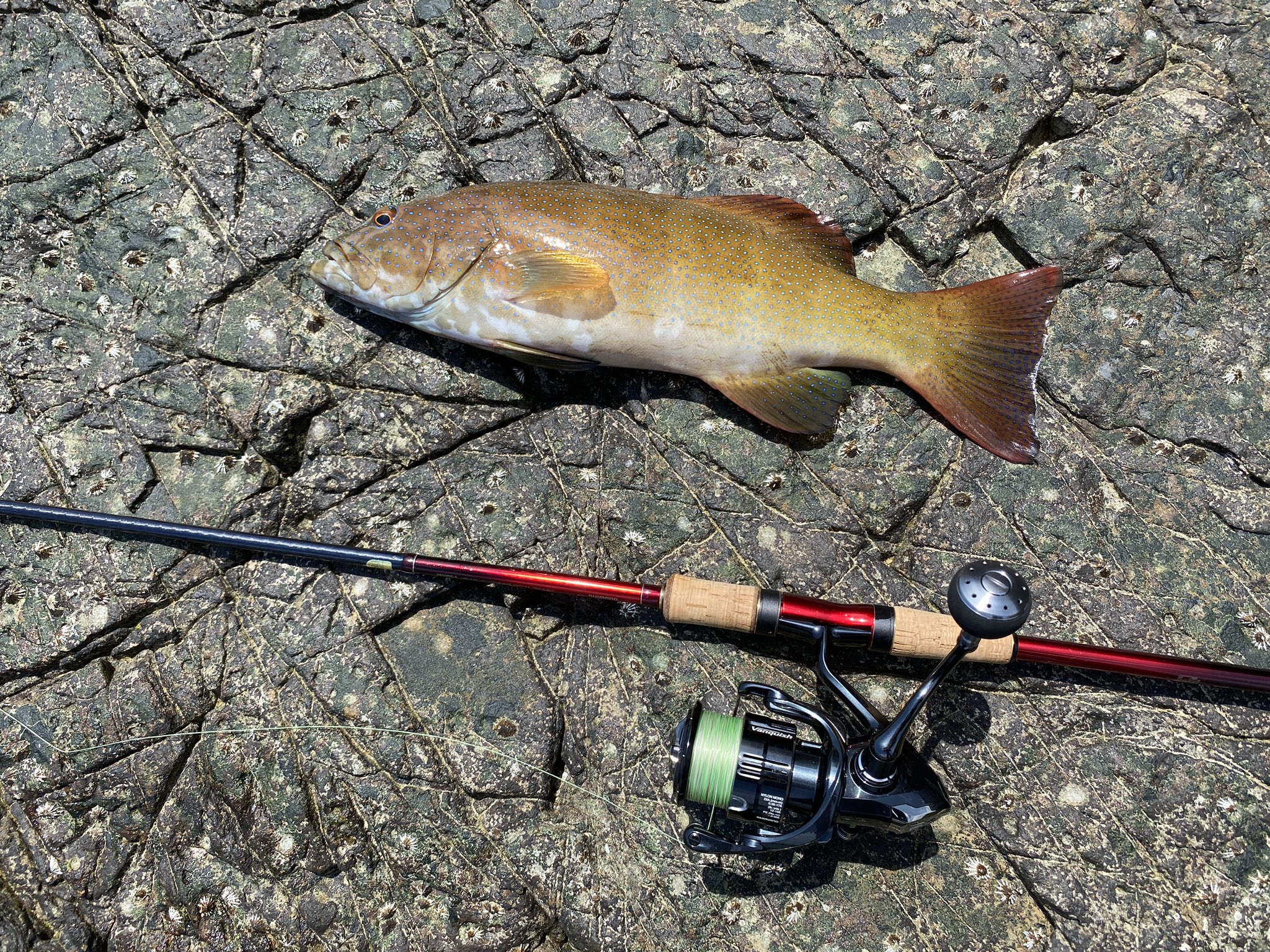 Tweets With Replies By 沖縄ルアーフィッシング学校 Lurefishing Oki Twitter