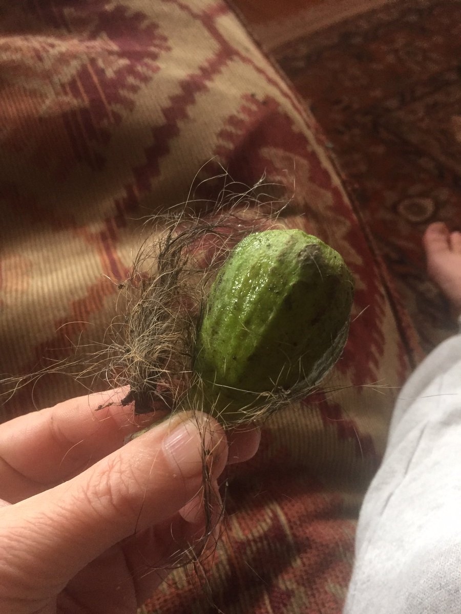 I’m torn between the live dragonfly and the fig covered in horse hair.