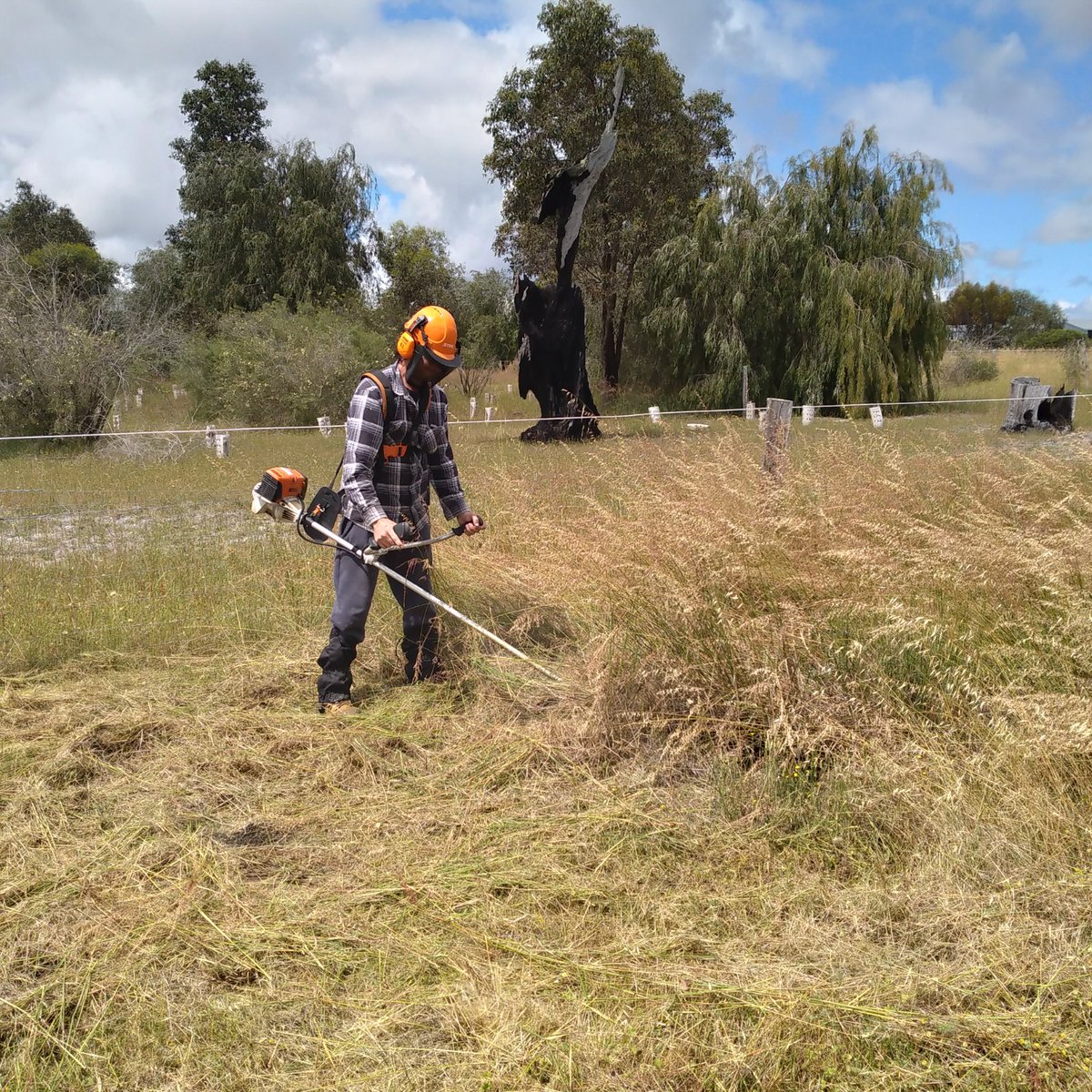 Jane Townsend tweet media