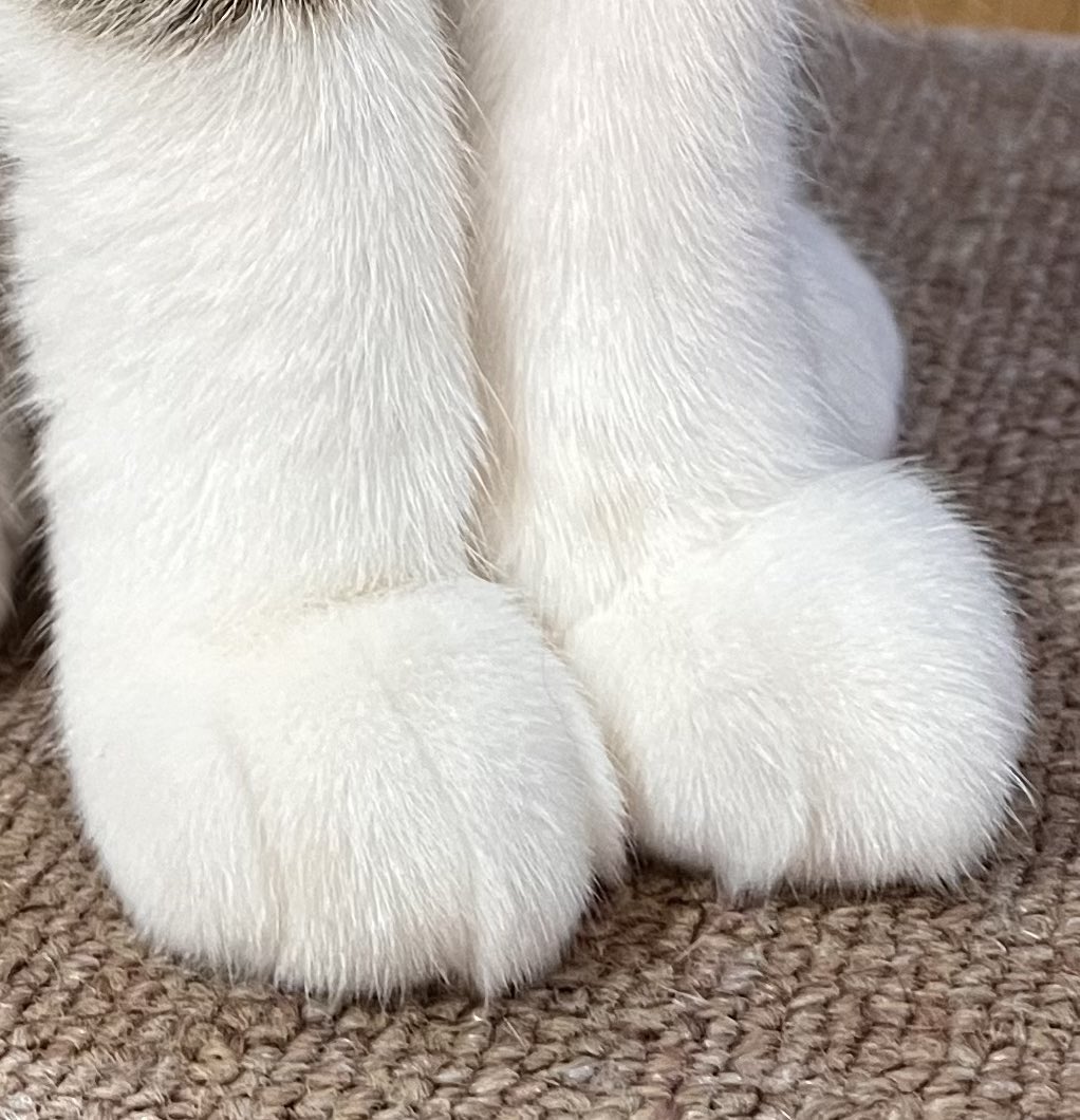 osuyolupin3's tweet photo. あれ？

もち　がここにも。

#ねこおいち #猫 #cat #CatsOnTwitter https://t.co/bBmhjHJ1uf