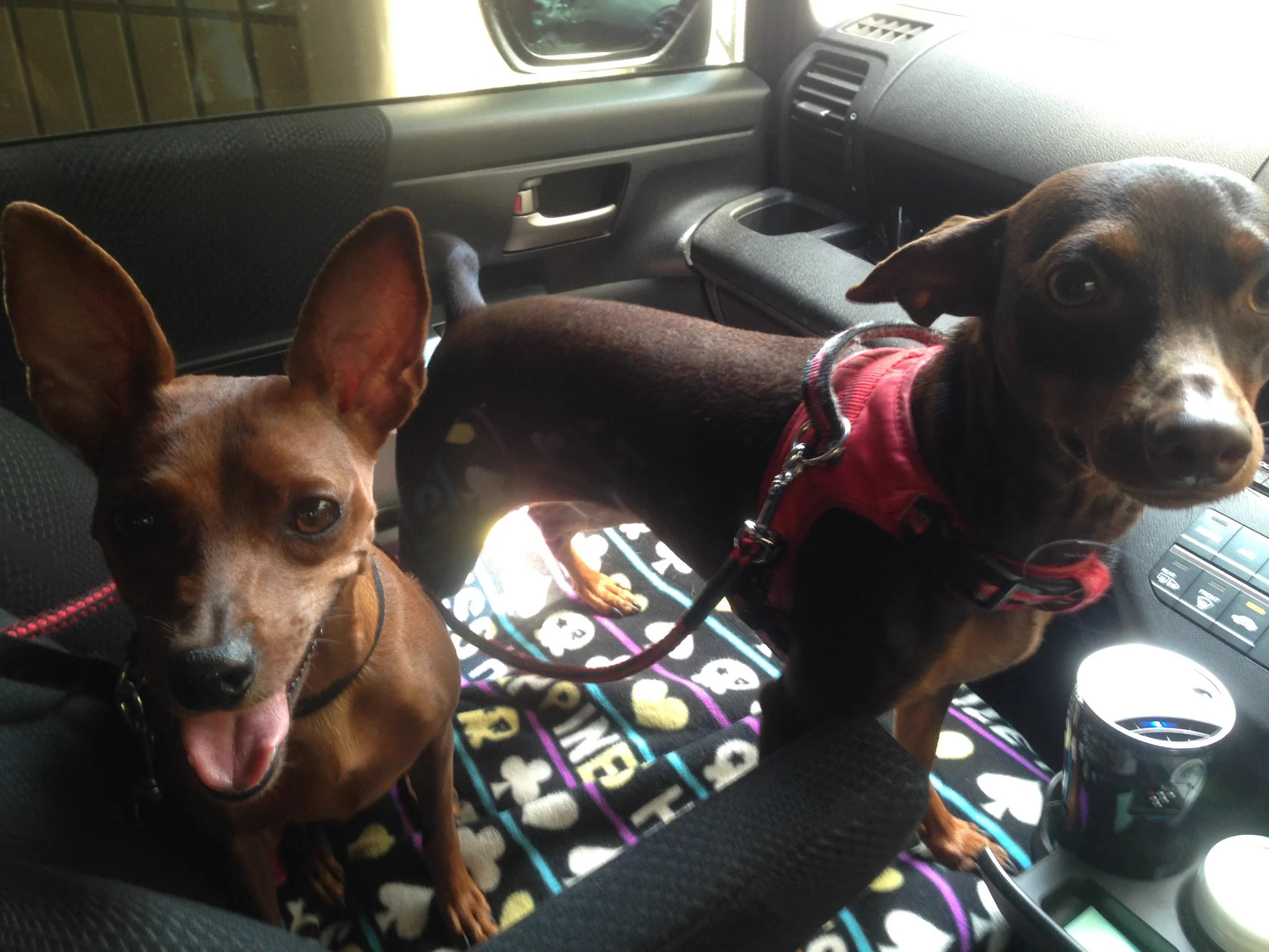 結婚したら犬がセットだったんよな。  