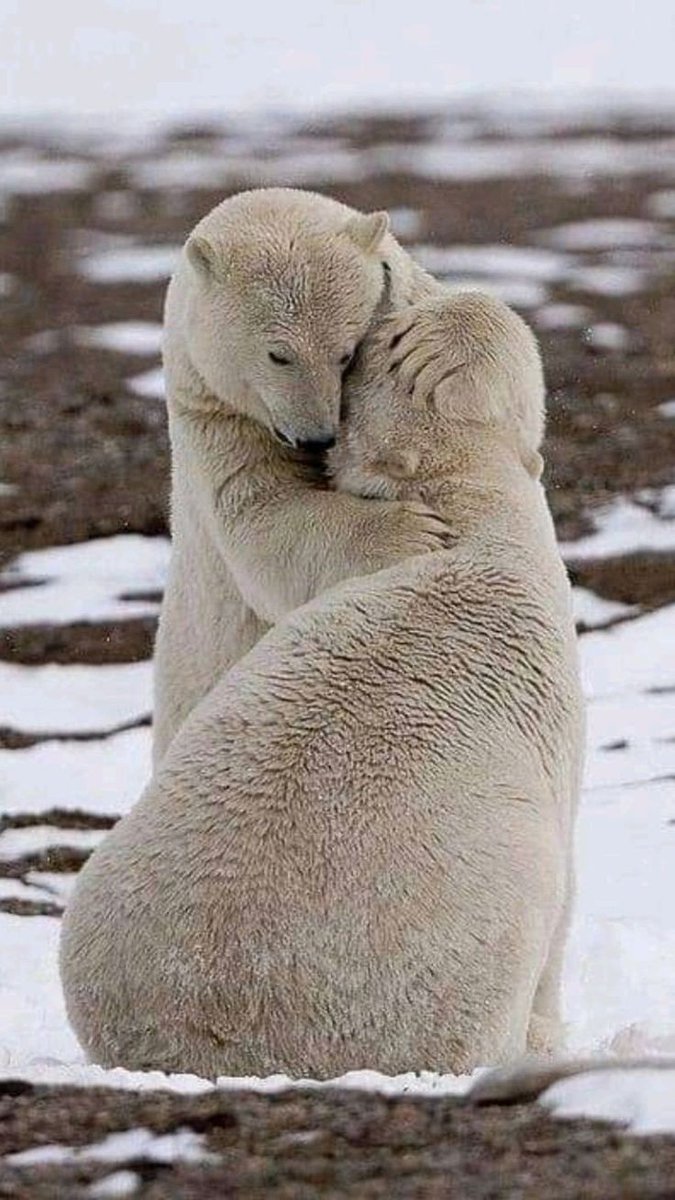 𓂂𓏲ꕤ˖˳·˖ ִֶָ ⋆🌹⚘️💋⋆ 𓏲ꕤ tweet media