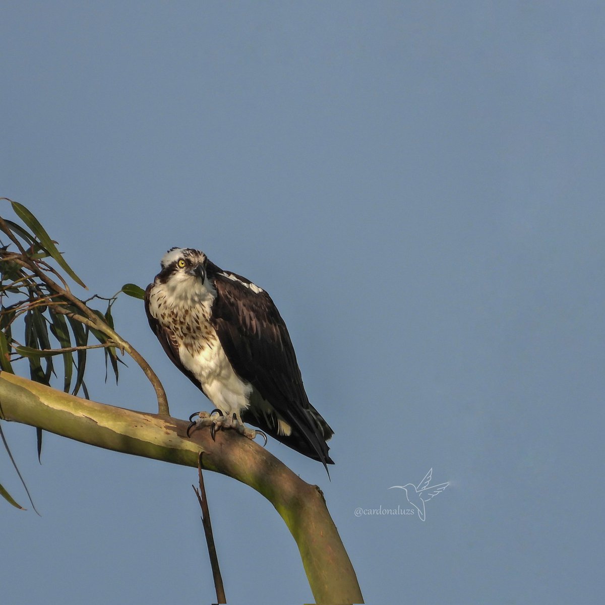 cuzy317's tweet photo. Nos fuimos buscando al halcón Peregrino y nos encontramos con el Águila Pescadora, 🎁!
Para todos un venturoso 2022 con salud 🥂😉
#naturelovers #BIRDSOFPREY #TwitterNatureCommunity #NoMasPolvora #NoALaPirotecnia #Feliz2022 
@SergioCuellarR @fajadardo @cristiankmacho @VMallarino https://t.co/Pt8RQuHzsR