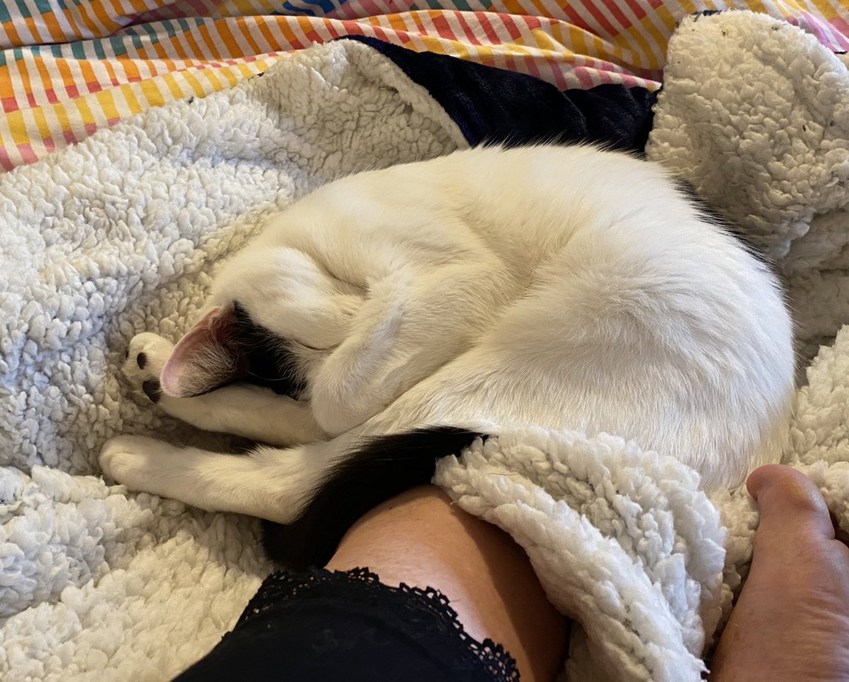 BelleKitty4's tweet photo. Mammy iz illz wiv de covidz so I keep her footz warm so she getz betterz quickly #cat #COVID19 https://t.co/fhZB4I5YJB