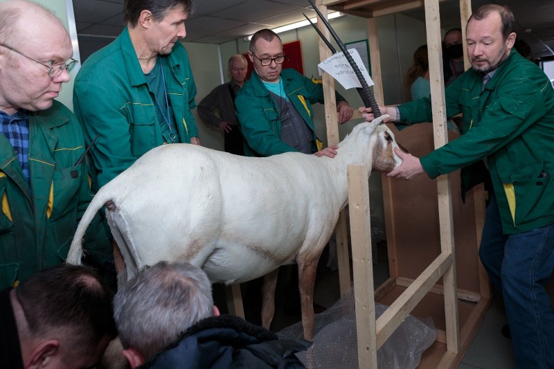 darwinmuseum's tweet photo. It’s not #NewYearEve yet, but #DarwinMuseum has already received a very exciting #gift! Not from #Santa or #FatherFrost, but from our donors Nikolay and Alexey Stepanov. Now we have an Arabian oryx - the first one in our collection!🥳 https://t.co/NaWyWGe2uA #Museumlife #NewYear https://t.co/edX5Tvh24E