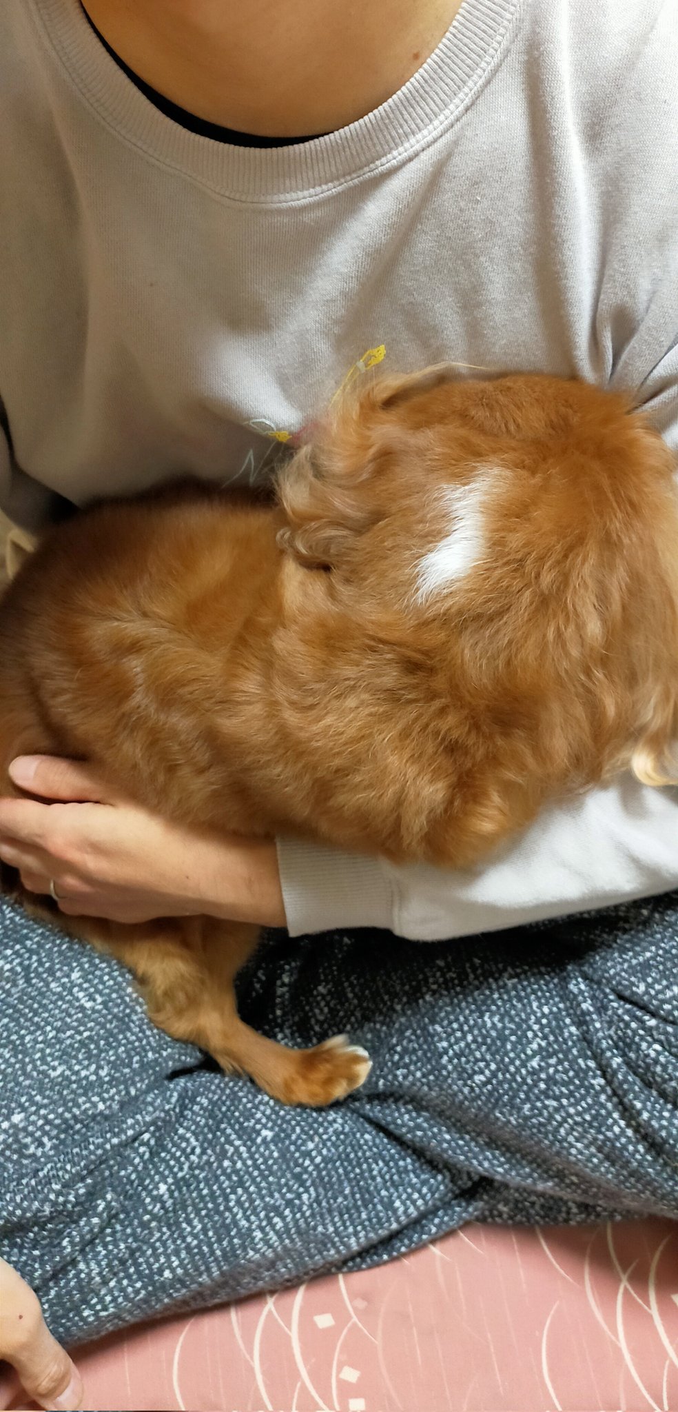 キャバリアあかね Cavalier Akane Twitter