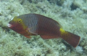 Hiperbolic's tweet photo. El registre de peixos rars (DAPERA) ha rebut una cinquantena de noves aportacions l'any 2021. El Lloro verd el peix RAR més citat 🐟🌊🐠🌊🐡🌊🐟👉🏼 https://t.co/NqVDROghHM 🐟🌊🐠🌊🐡 https://t.co/lAwyzf66mK