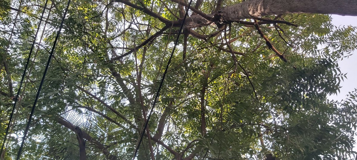 sbkashyapa's tweet photo. I observed a #neem_tree in dwarakanagar, #Boduppal, where the trunk was pasted with #turmeric and it was not infected with #dieback. We may emulate.
@MC_Boduppal https://t.co/s558e8pIzu