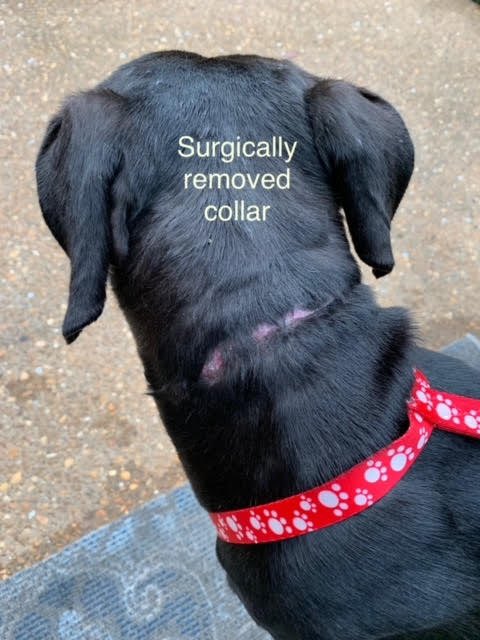 TNProverbs1210's tweet photo. Imagine starting out your life chained to a tight collar, so tight that it becomes imbedded into your skin. Five years Marshal waited for his hero. He will have scars around his neck forever. It’s not too late to love him for the rest of his life. 
https://t.co/OoXGHftDun https://t.co/9ScO0VDCe3