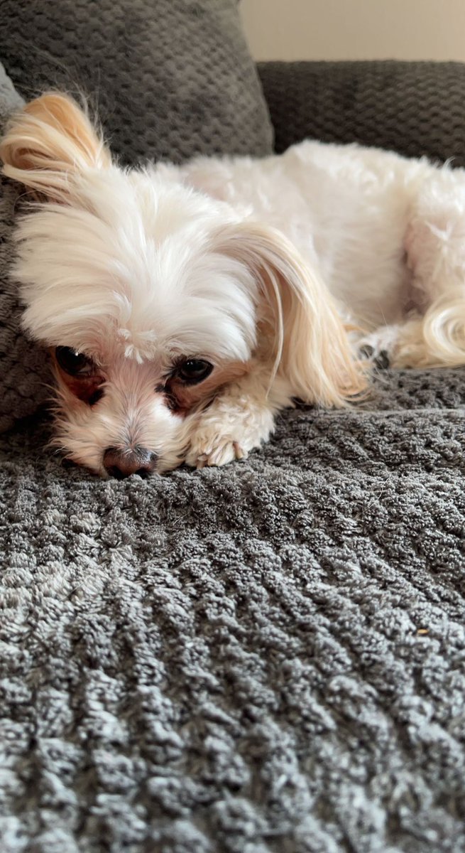 Just wanted to share my PJ wearing, nap taking best friend so that everyone can see how cute she is 🥰 #DogsofTwittter