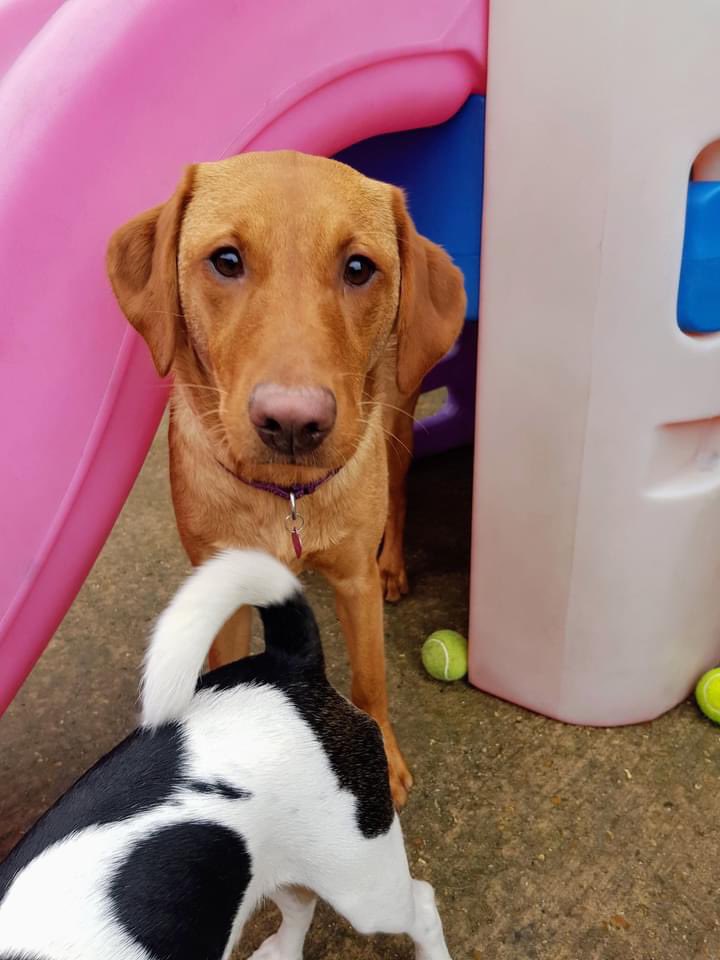 Milliemonx's tweet photo. Been told to put my cute face on as all the followers were following Millie who went OTRB and not me. Mum says I need my own friends. This is me at puppy crèche 🐾 https://t.co/0EPPWIyy9q