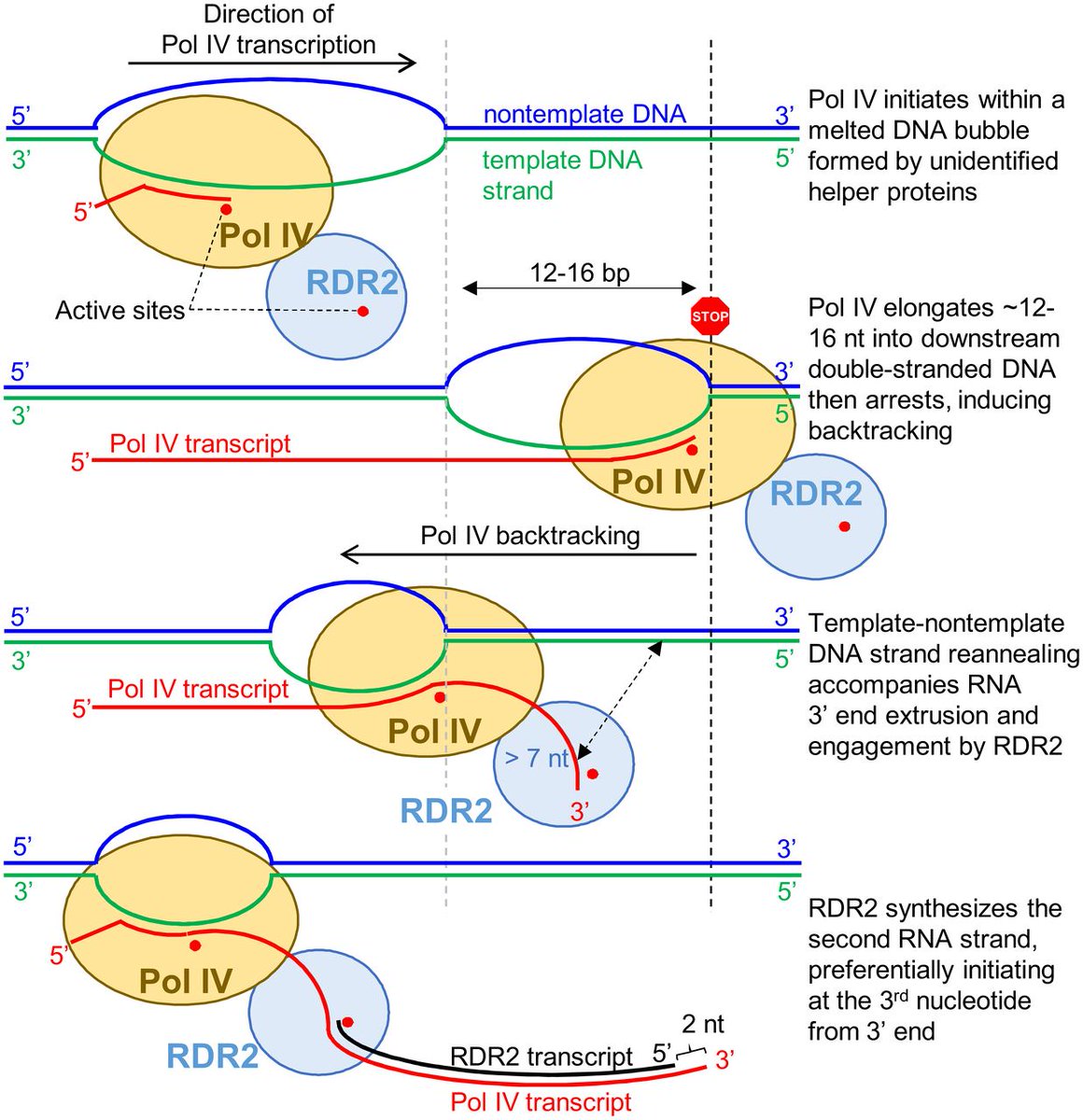 Here's more on Pol IV-RDR2 coupling, highlighted by the spectacular new Science paper from the Zhang lab and new PNAS paper by Fukudome et al. in my lab. Here is our version of the model for how Pol IV arrest and backtracking enables RDR2 synthesis of the 2nd RNA strand.