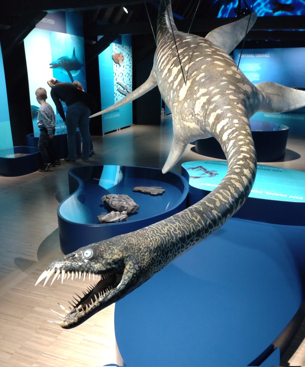 SLeguil's tweet photo. Really enjoyed visiting the #LostOcean exhibition at @naturmusee Luxembourg. A trip into the seas of the past (183 Mya!) using fossils & 3d reconstruction. Also nice to see samples of local insect fauna and flora from the Jurassic...some look surprisingly familiar. https://t.co/AOJ7KgA2ch