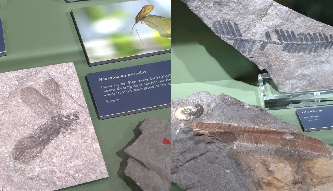 SLeguil's tweet photo. Really enjoyed visiting the #LostOcean exhibition at @naturmusee Luxembourg. A trip into the seas of the past (183 Mya!) using fossils & 3d reconstruction. Also nice to see samples of local insect fauna and flora from the Jurassic...some look surprisingly familiar. https://t.co/AOJ7KgA2ch